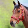 SHIRES Недоуздок "PRO" регулируемый, красный